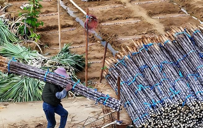 廣西龍州：黑皮果蔗收獲忙